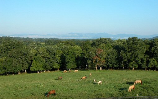 Westwood Farms Walking & Saddle Horses in Madison, VA